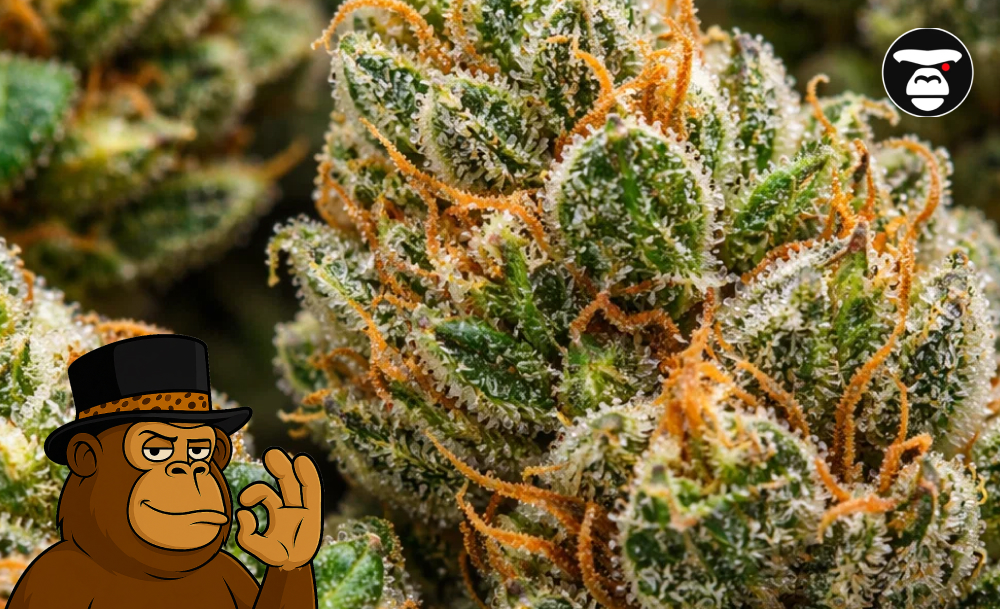 Macro photography of a high-quality cannabis bud showing orange hairs and white trichomes.