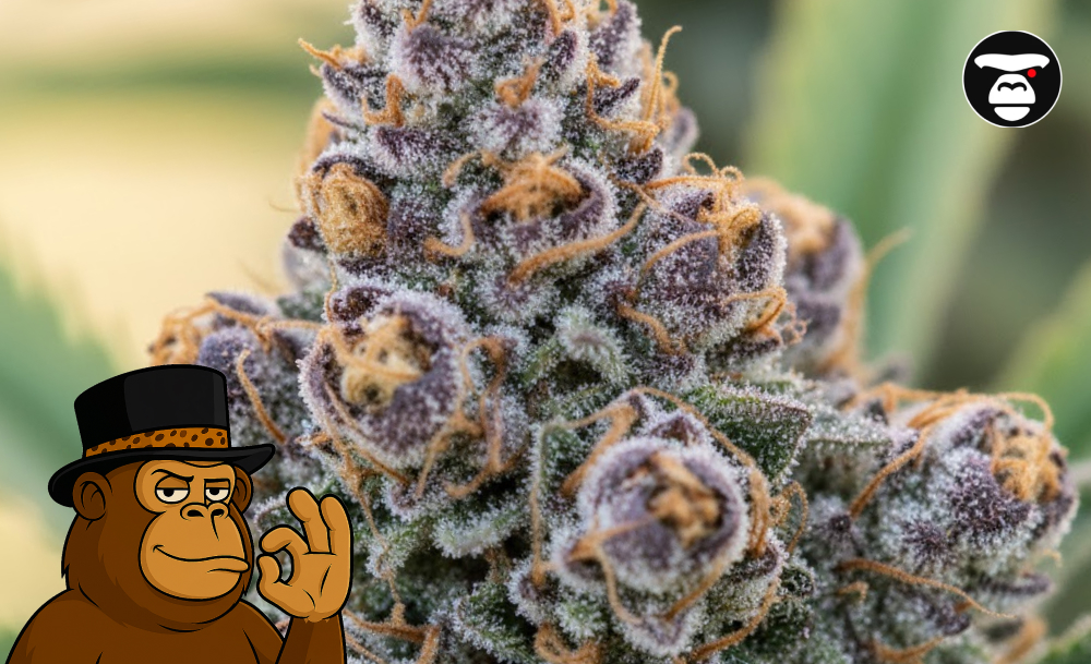 Best Weed Strains In Palm Desert Best Weed Strains In Palm Desert