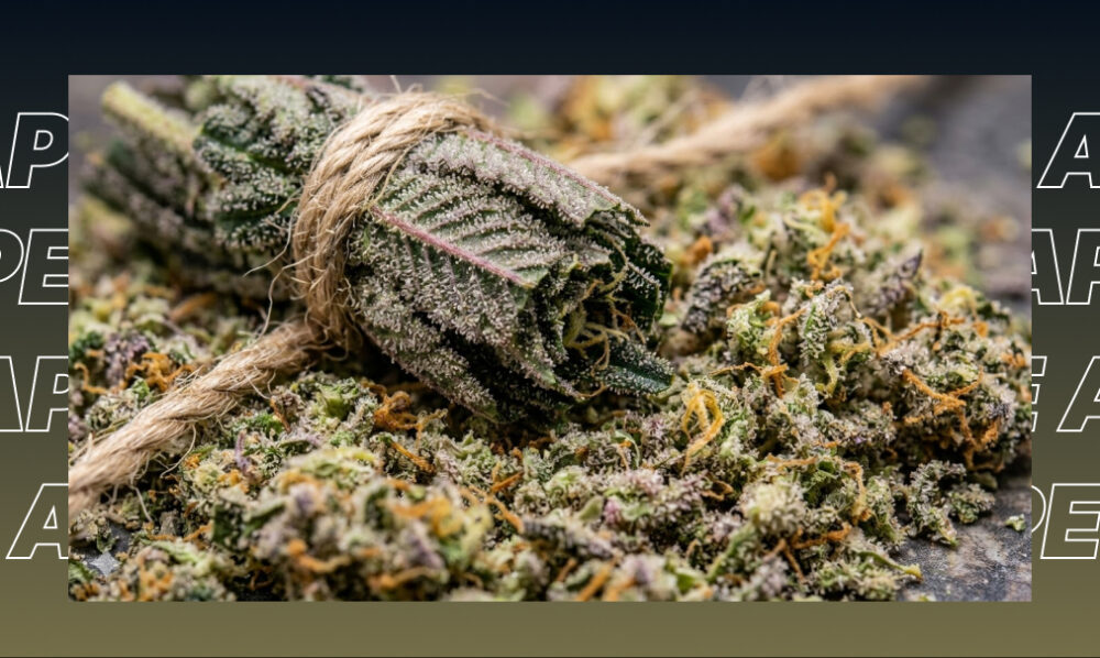 Best Weed Strains In Marina Del Rey Close-up of harvested cannabis flower and sugar leaves emphasizing the potency of premium indoor cannabis.