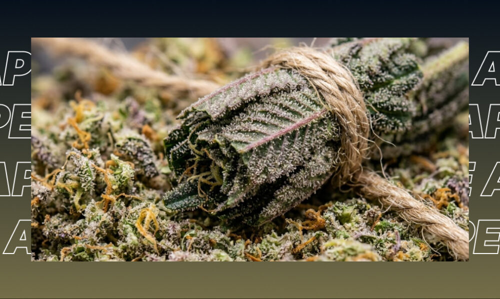 Close-up of dried cannabis buds tied with twine, emphasizing artisanal quality and terpene-rich cannabis strains.