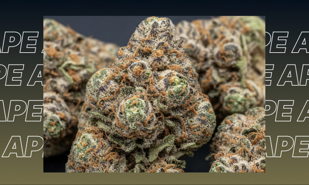 Close-up of harvested cannabis buds with purple accents and a thick layer of white crystalline resin.