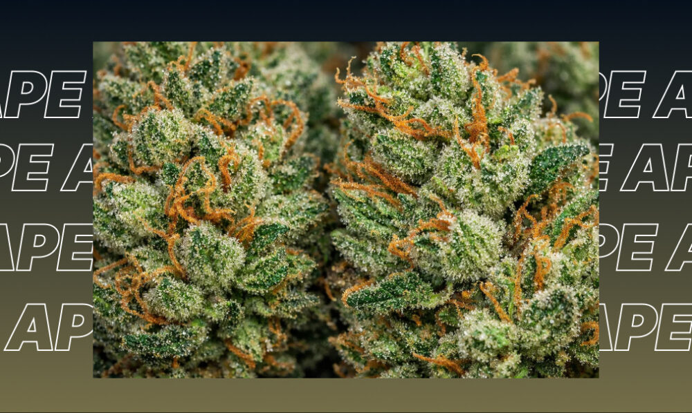 Two large, manicured cannabis buds with vibrant green leaves and bright orange hairs against a dark background.