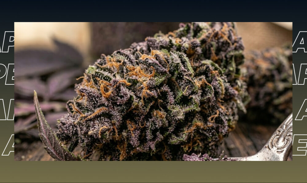 A large, dense purple cannabis bud with bright orange pistils.