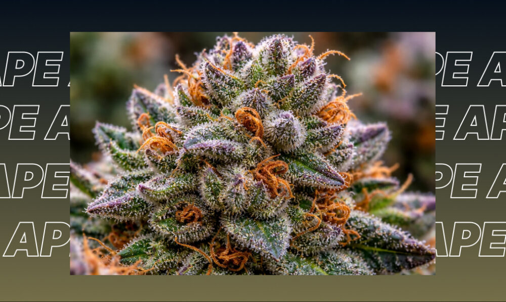 Best Weed Strains In Pleasanton A close-up of a colorful cannabis bud with dark purple leaves, bright orange pistils, and a thick layer of crystals.