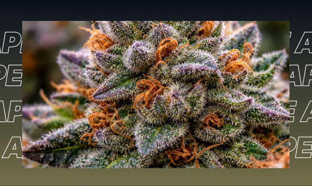 Best Weed Strains In Encinitas