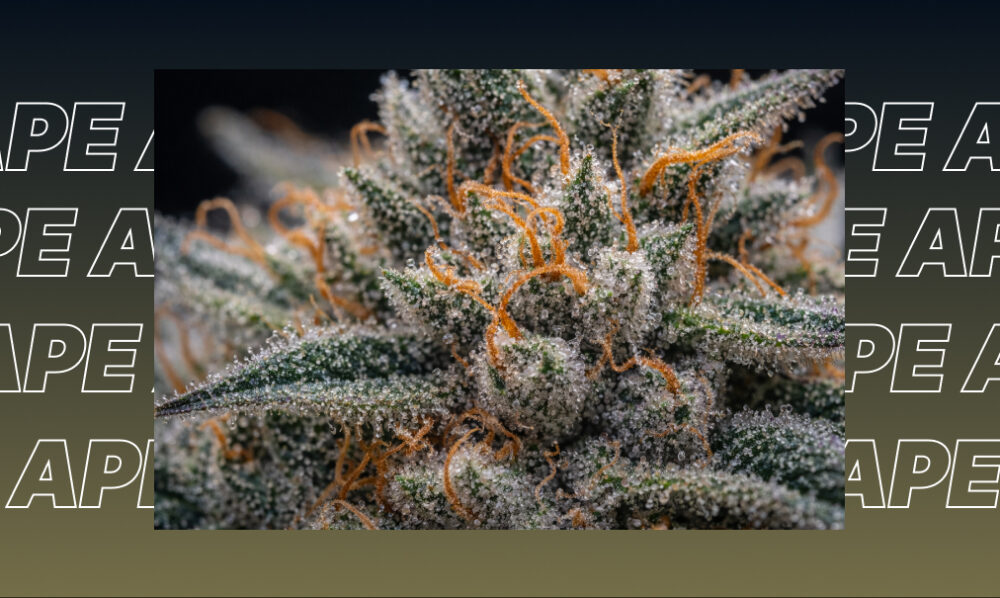 Extreme macro photography of a cannabis bud highlighting crystalline trichomes and vibrant orange pistils.