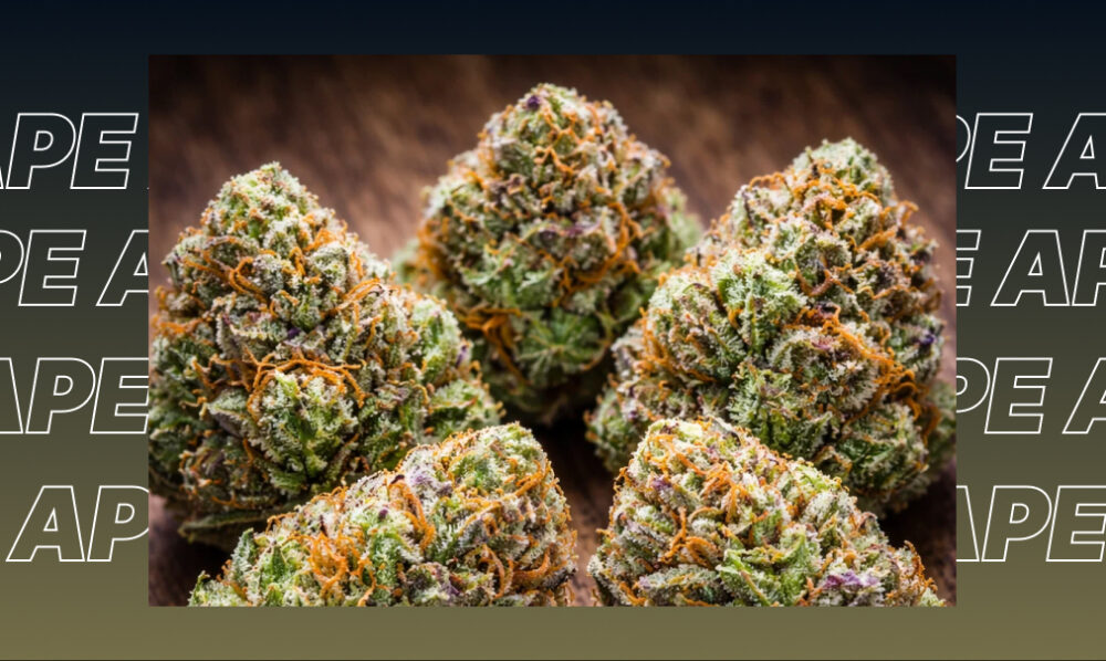 Blonde cannabis kief being carefully measured out, representing high-potency resin glands and terpene-rich extracts.