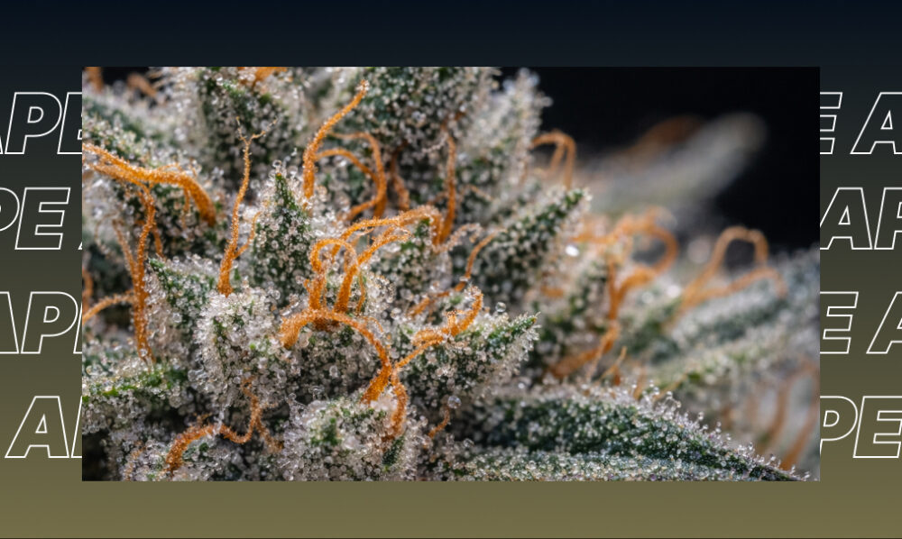 Best Weed Strains In Merced Super macro shot of resin-rich cannabis trichomes and amber hairs on a high-quality flower.