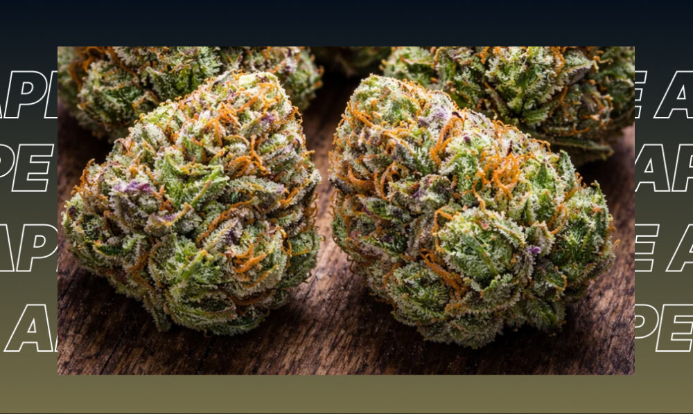 Two dense, resinous cannabis buds with amber hairs resting on a rustic wooden surface.