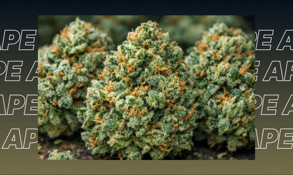 A professionally rolled cannabis joint resting on a rustic wooden surface next to a frosty cannabis bud.