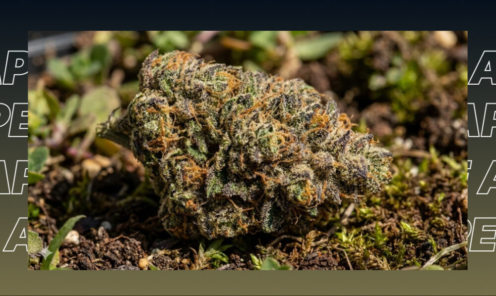 Best Weed Strains In San Luis Obispo A close-up of a frosty cannabis bud covered in bright orange pistils and crystalline resin glands.