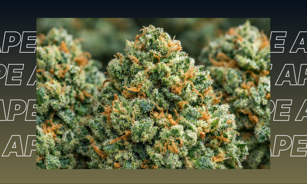 Two dense, resinous cannabis buds with amber hairs resting on a wooden surface next to a pre-rolled joint.