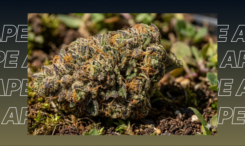 A high-quality indoor-grown cannabis bud with deep purple hues and heavy frosting on a natural background.