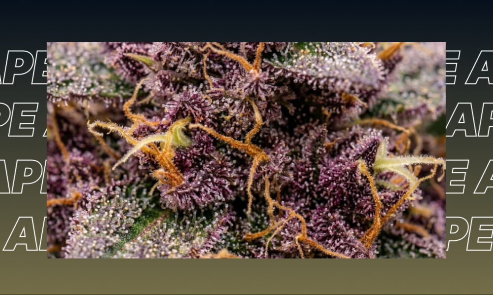Extreme close-up of a purple indica cannabis strain with glistening resin glands and amber pistils.