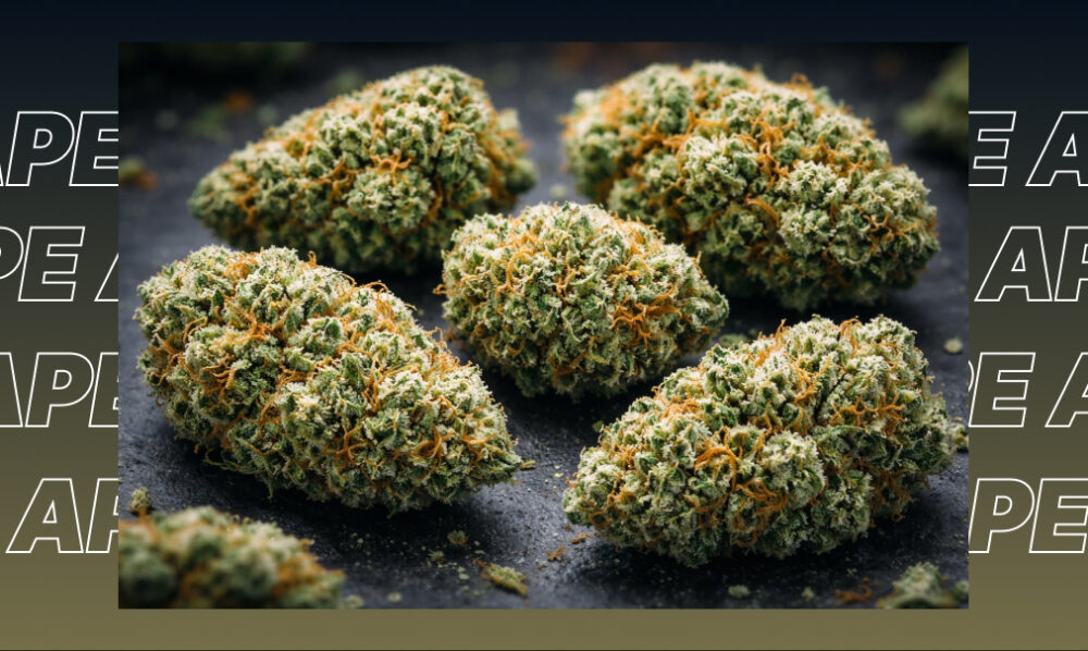 Three large, frosty cannabis buds displayed on a clean surface, highlighting the best dispensary strains available in Pasadena.