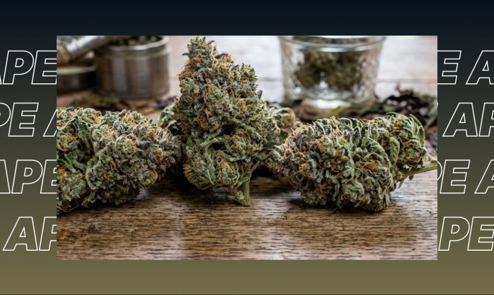 A thick, buttery dollop of cannabis rosin sitting on a glass surface.