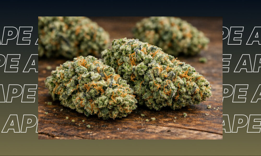 Large, premium cannabis buds displayed on a wooden surface next to a metal grinder and rolling materials.