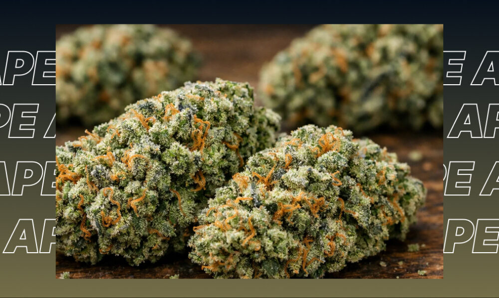 Three large, dense cannabis buds sitting on a wooden surface, representing the top cannabis strains in Huntington Beach.