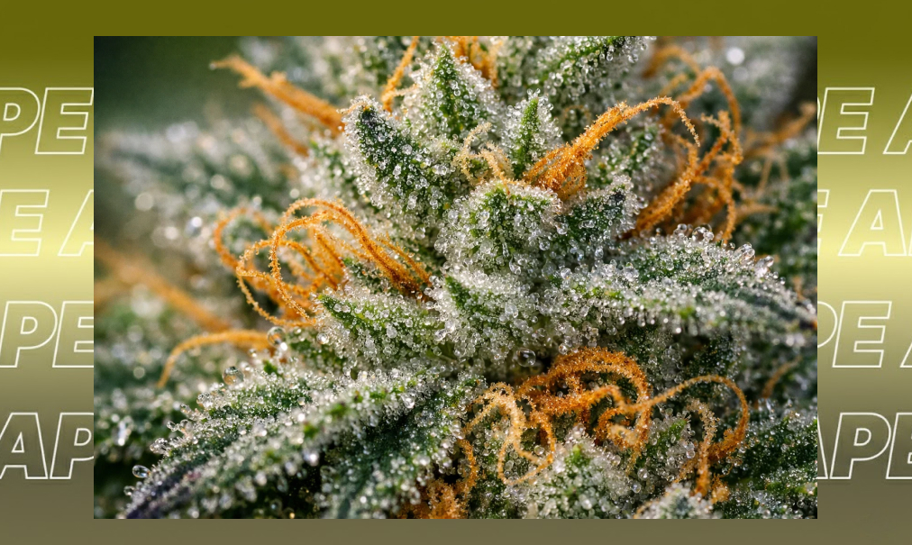 A detailed view of amber-colored pistils weaving through a sea of sparkling cannabis trichomes.