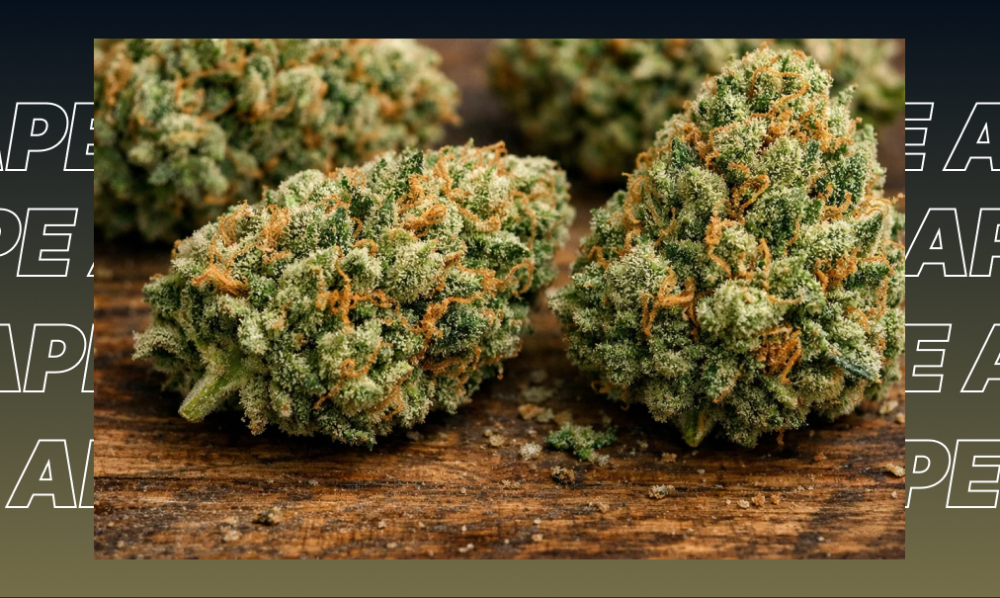 Best Weed Strains In Long Beach Three large, high-quality cannabis buds with deep green and purple hues, representing the best weed strains in Long Beach.