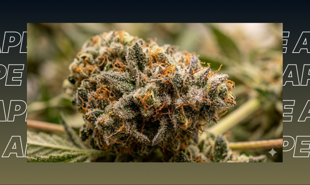 A cluster of dry, yellow-colored crumble cannabis concentrate sitting on a wooden surface next to a metal grinder.