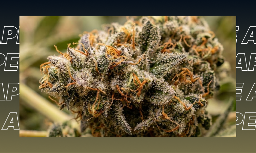 Macro photography of a premium cannabis bud with a rich layer of trichomes, part of a curated strain selection in Culver City.