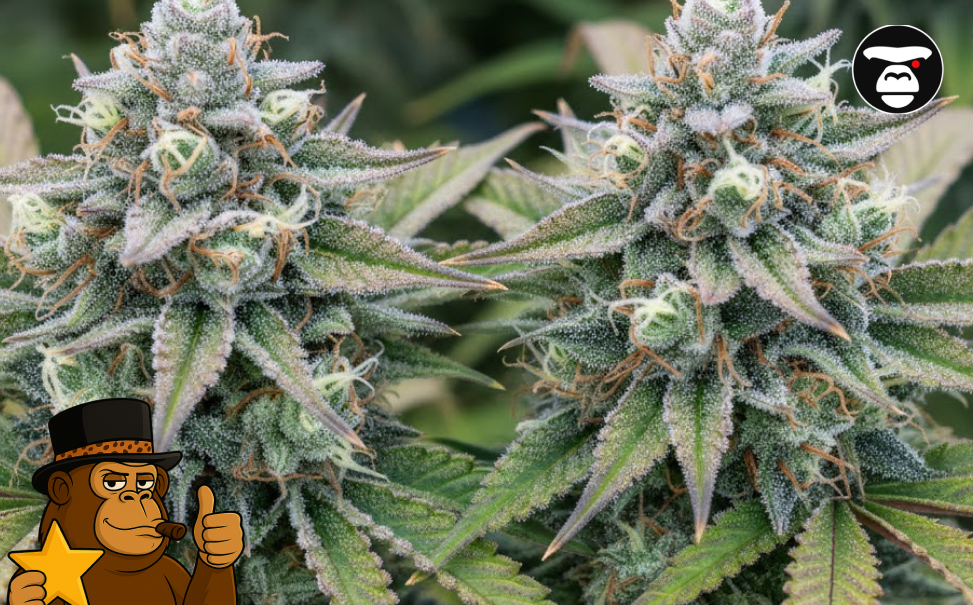 Two large, frosty cannabis colas growing closely together in a professional indoor garden.