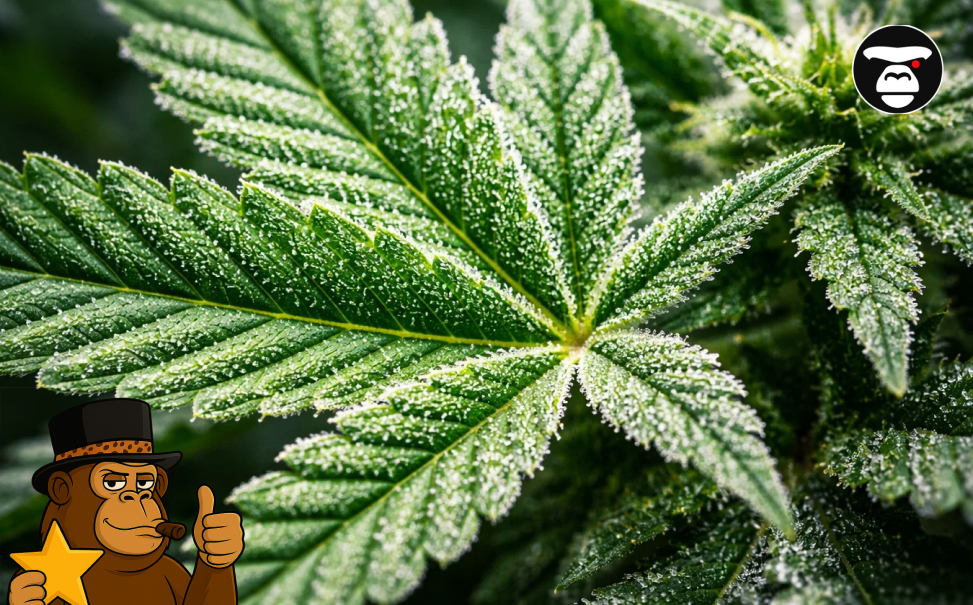 Best Weed Strains In Pleasanton A macro view of a cannabis fan leaf covered in a dense, frost-like layer of white trichome crystals.