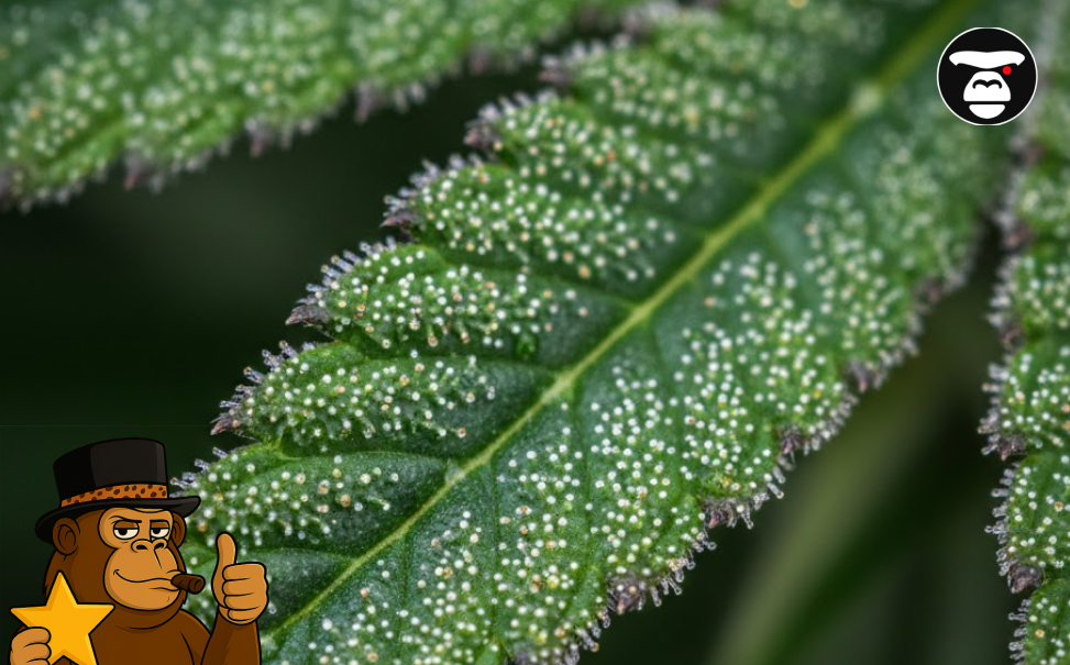 Best Weed Strains In El Centro Two large, frosty cannabis colas on healthy plants, representing premium indoor cannabis in El Centro.