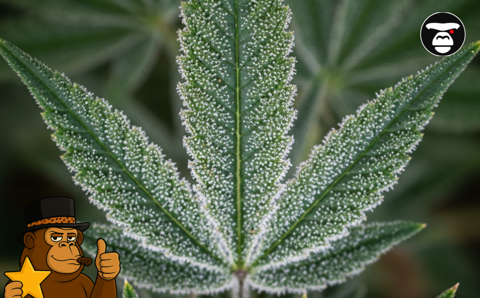 Best Weed Strains In San Luis Obispo Extreme macro detail of a cannabis leaf glistening with crystalline resin and fresh dew drops.