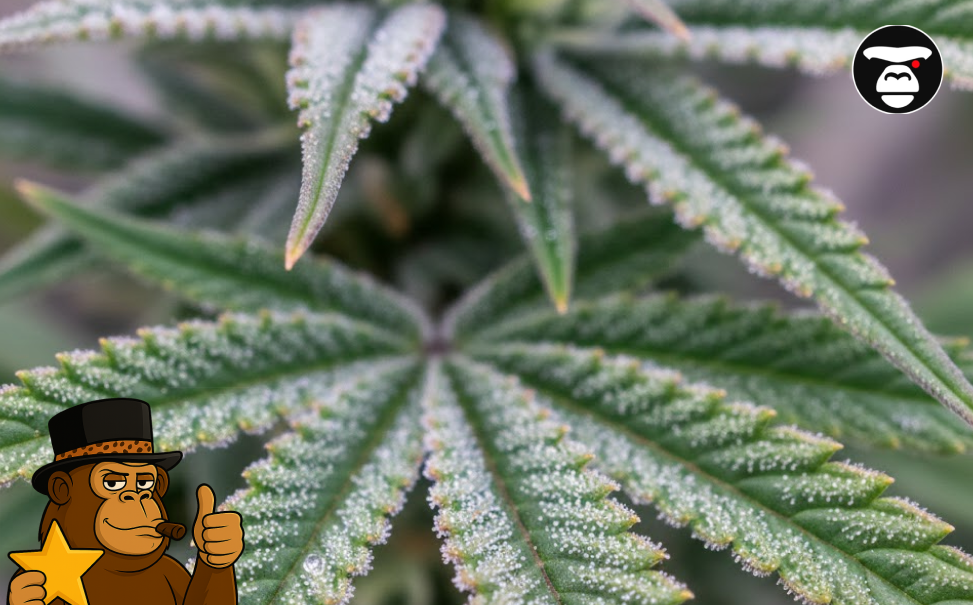 The heavy resin production on this fan leaf indicates a high-quality, indoor-cultivated sativa strain.