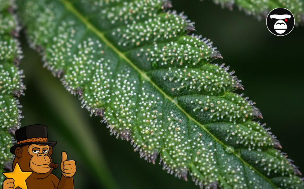 Extreme close-up of a cannabis fan leaf covered in milky white trichomes and resin glands.