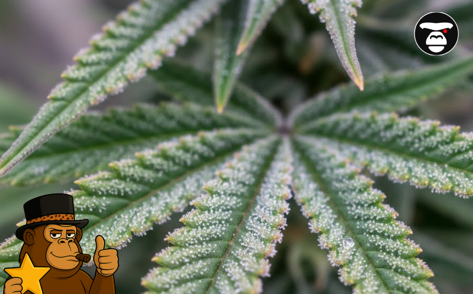 Macro detail of a cannabis leaf covered in crystalline resin and dew drops, representing premium cultivation.
