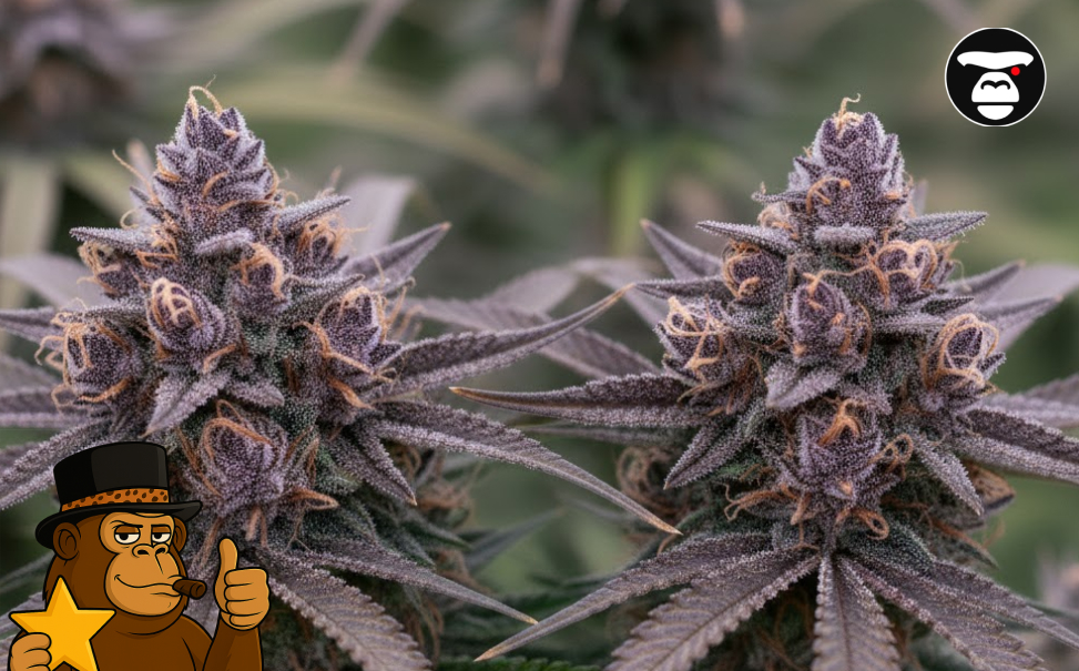 Close-up of two maturing cannabis buds covered in sticky white trichomes and light green leaves.