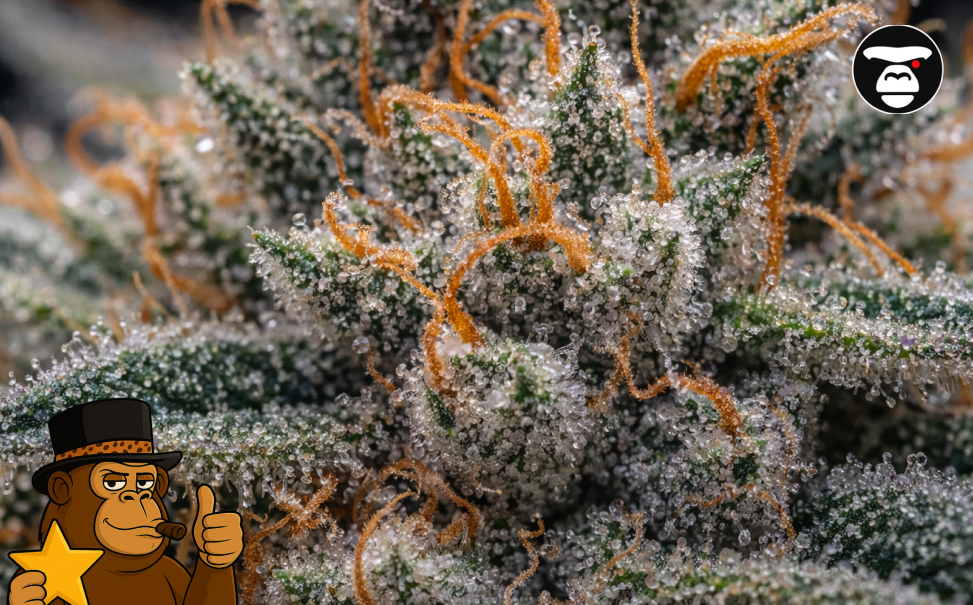 Extreme macro photography of sticky resin and trichome-covered leaves from the best weed strains in Santa Monica.