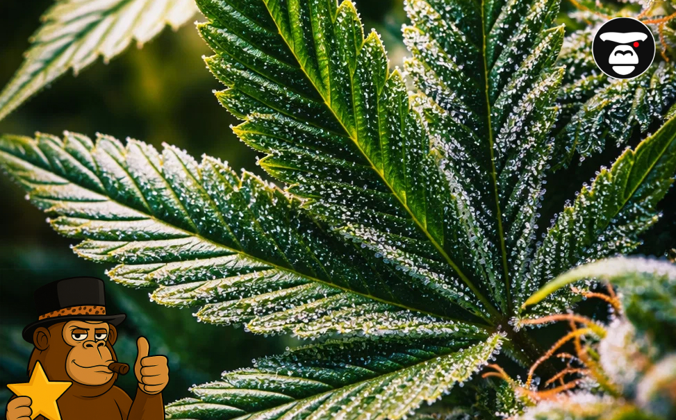 Macro photography of a healthy cannabis leaf covered in frosty trichomes from a local Indio cannabis plant.