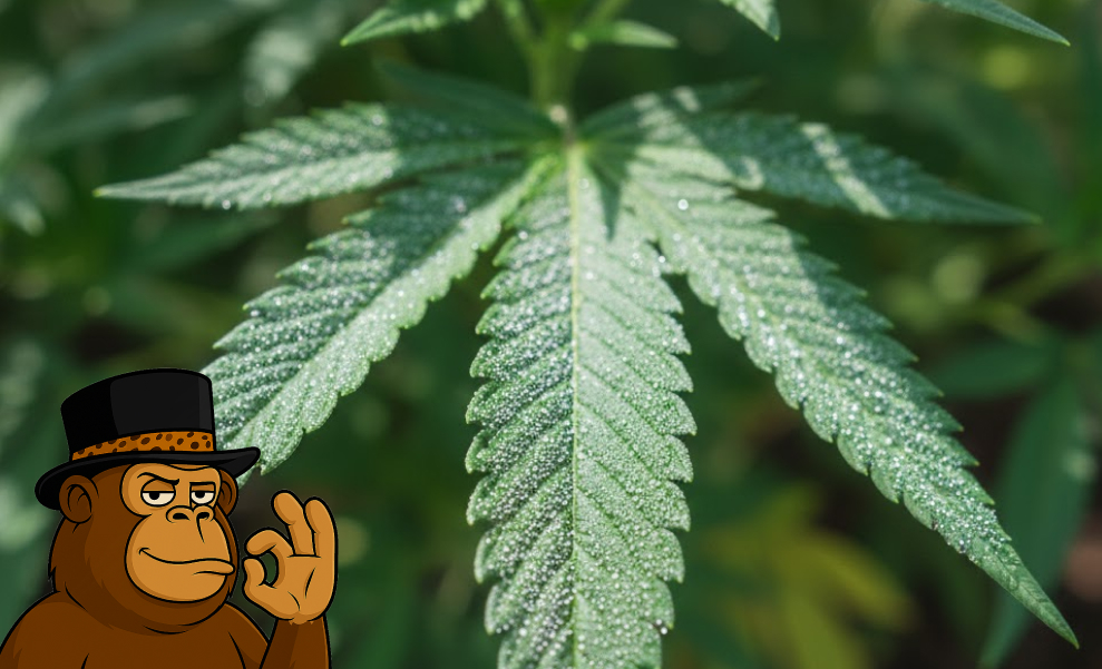 Best Weed Strains In Gilroy Cannabis leaf with trichomes close-up Gilroy CA cannabis cultivation