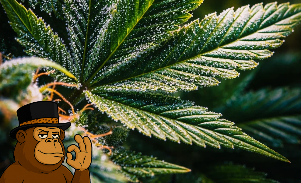 Best Weed Strains In Delano Extreme close-up of a serrated cannabis leaf glittering with a thick layer of potent white trichomes.