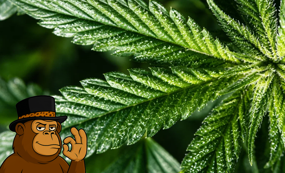 A close-up of vibrant green cannabis leaves with visible resin droplets, emphasizing the natural beauty of the best weed strains in Culver City.