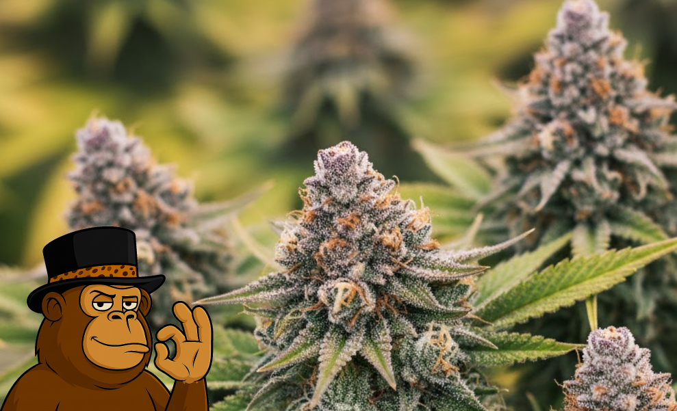 A group of flowering cannabis colas with purple-tipped leaves and a heavy coating of silver resin.