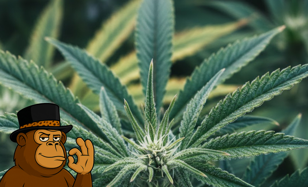 Close-up of several maturing cannabis buds with purple-tipped leaves and dense trichome coverage on the plant.