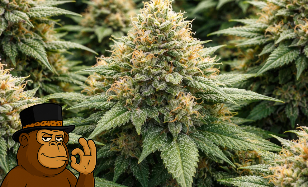 A cluster of mature cannabis colas growing on a plant with a heavy layer of frosty resin.