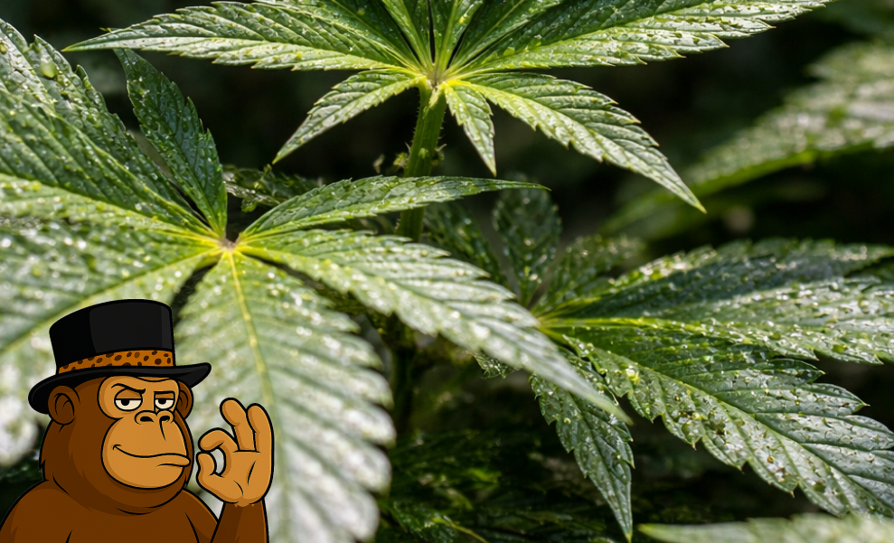 Three large, resinous cannabis flower colas growing on a plant.