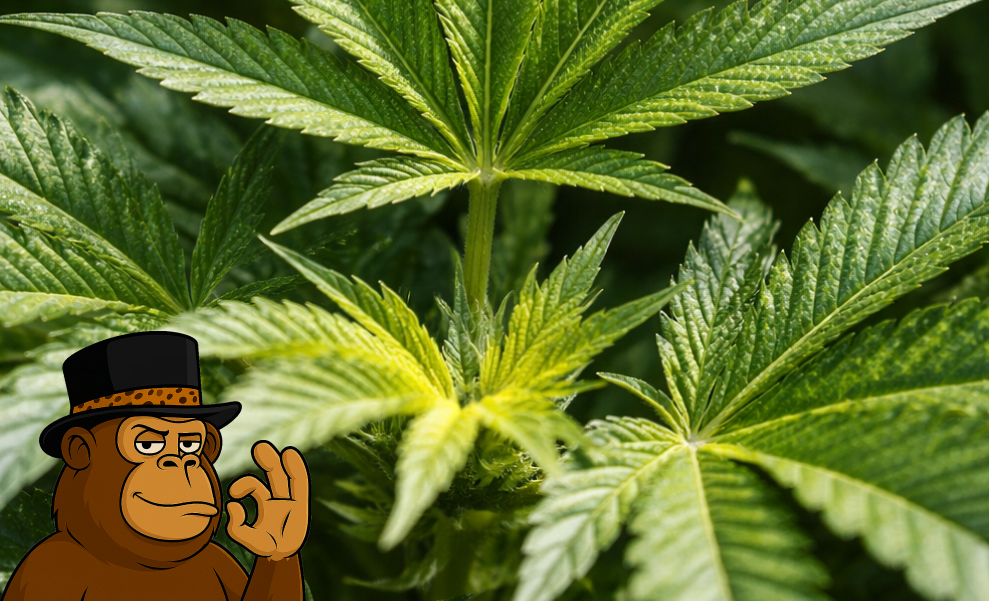 Best Weed Strains In Livermore Close-up view of healthy green cannabis fan leaves on a growing plant.