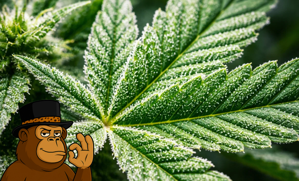 Three mature cannabis colas growing on a plant with a heavy coating of white crystalline trichomes.