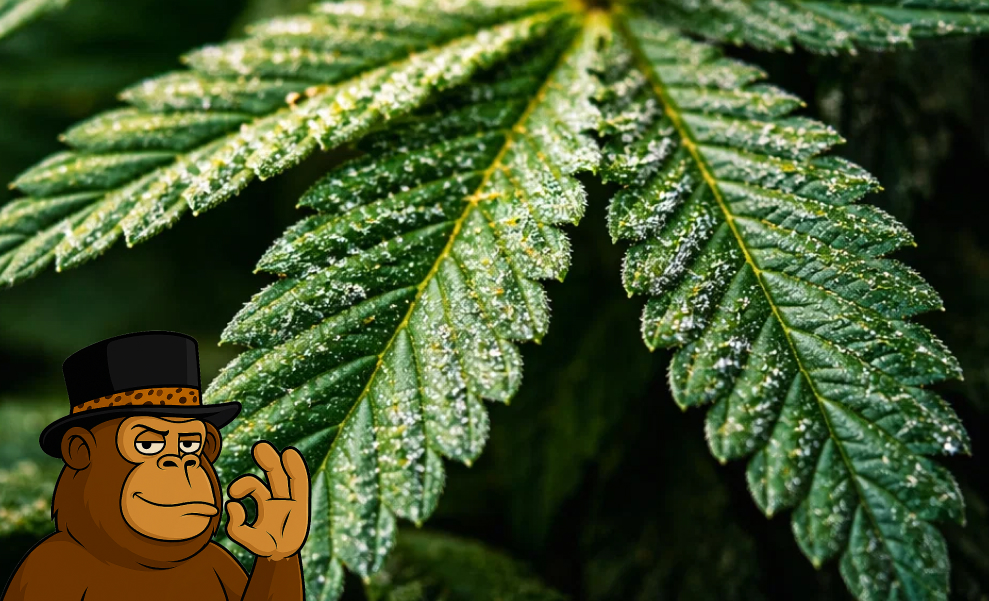 Best Weed Strains In Carlsbad Detailed view of a green cannabis leaf shimmering with potent resin glands and trichomes.
