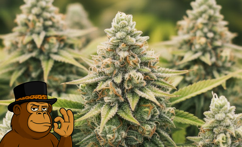 A resin-rich cannabis plant in the late flowering stage featuring dense, frosty buds.