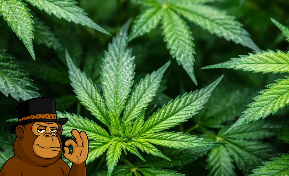 A top-down close-up view of a cluster of healthy, mature green cannabis fan leaves with serrated edges, covering the entire frame. The Gorillape mascot is in the foreground.