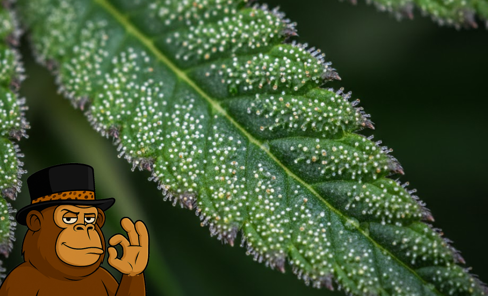 Extreme macro photography of a green cannabis leaf covered in milky white and amber trichomes, representing high-quality resin production.