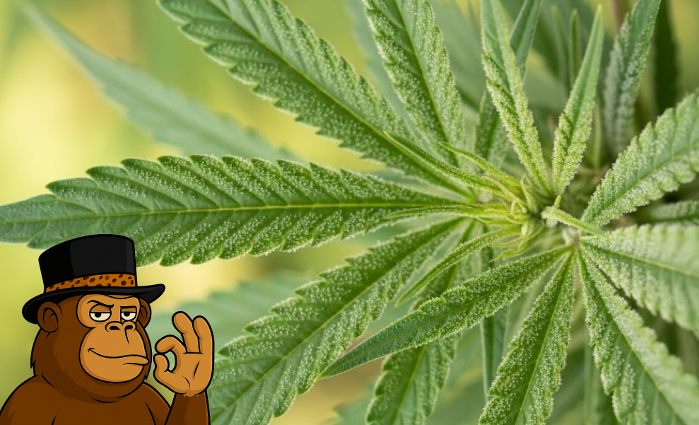 Best Weed Strains In Hesperia Close-up of a green cannabis fan leaf covered in white trichomes.